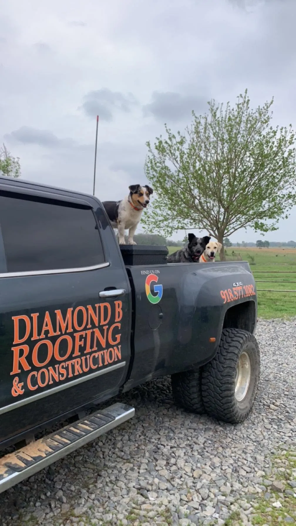Three dogs riding in the bed of the Diamond B company truck on a gravel drive